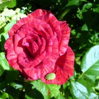 роза :: Наталья 