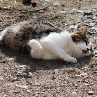 Я на солнышке лежу :: victor Lion