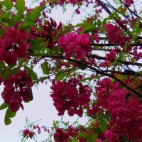 АКАЦИЯ :: Татьяна Касьяненко