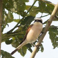 Жулан :: Екатерина Счасная