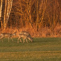 Косули :: Екатерина Счасная