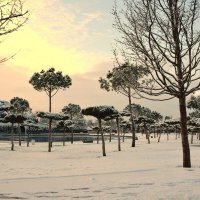 Танцующий лес под снегом! :: Юрий Полторыхин.