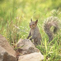 Гуаякильская белка (Sciurus stramineus). :: Svetlana Galvez