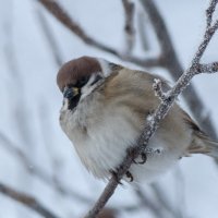 *** :: Виктор Иванович Чернюк