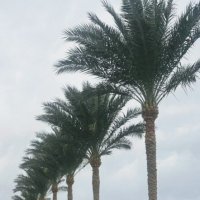 Пальмы :: Георгиевич 