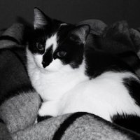 Тепло и уютно. :: Василий Палий