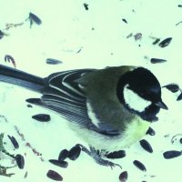 Хорошо, когда кормят :: Людмила Смородинская