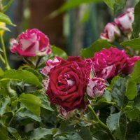 Руби  Стар :: Валентин Семчишин