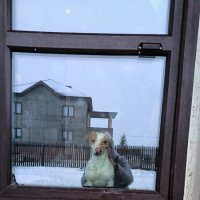 Не взяли на прогулку! :: Ольга 