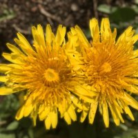 ***два солнышка*** :: Olga Oskolkova