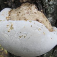 ........ :: Елена Шаламова