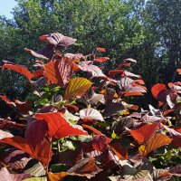 дачное :: Елена Шаламова дачное :: Елена Шаламова