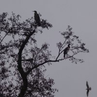 Бакланы в городском парке :: Рита Симонова