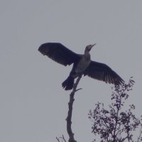 Бакланы в городском парке :: Рита Симонова