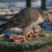 Ешь - не хочу НАХЛЕБНИКИ :: Владимир Максимов