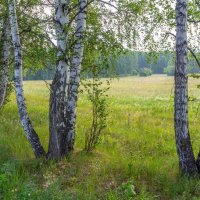 Лето в лесу. г. Миасс, поселок Селянкино. :: Алексей Трухин