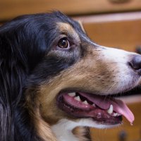 "собака Павлова" пристально следит за бутербродом) :: Артём 