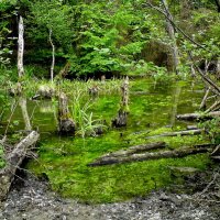 Красная поляна Сочи :: Tata Wolf