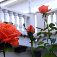 розы :: Наталья 