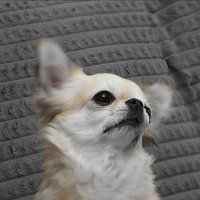 *** :: Евгений Васильев