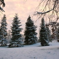 Елочный хоровод. :: Юрий Полторыхин.