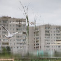 отражение :: Владимир Зеленцов