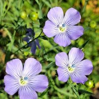 Лён декоративный голубой. :: оля san-alondra