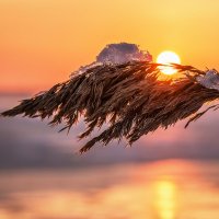 На закате :: Ирина 