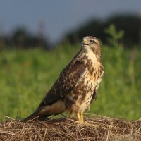 Хорошо на солнышке :: Георгий Бондаренко