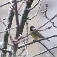 Снег и синица... :: Юрий Куликов