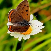 опять про бабочек...241 :: Александр Прокудин