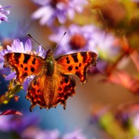 опять про бабочек...245 :: Александр Прокудин