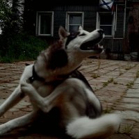 Просто добрый пёсик :: Александр Вадимович Crew smail Просто добрый пёсик :: Александр Вадимович Crew smail