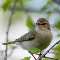 Пеночка-теньковка :: Владимир Лазарев
