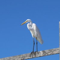 Большая белая цапля :: Yury 