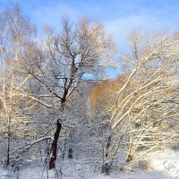 Подарок к праздникам - снег в Подмосковье :: Елена 