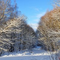 Наконец в московский регион пришла зима :: Елена 