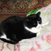 Я спать хочу :: Людмила Смородинская