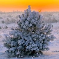 Иней. :: Владимир Мигонькин