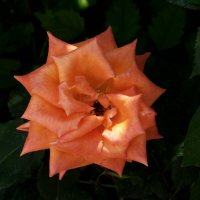 Флорибунда :: Валентин Семчишин