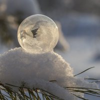 На веточке :: Андрей Пристяжнюк