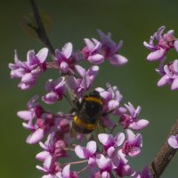 Шмель. :: Александр. AVG100 ---