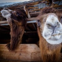 Ты кто такой? :: Борис Яковлев