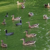 Утки в городском парке, Калининград :: Рита Симонова