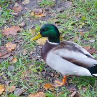 Селезень :: Рита Симонова