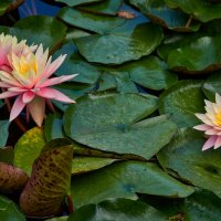 Про цветы... :: Dmitriy Dikikh