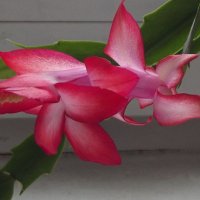 Декабрист :: Freddy 97