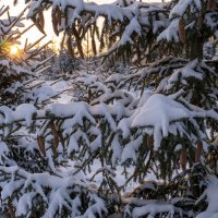 Морозное утро :: Сергей Ц