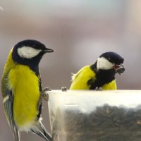 Раз, два... три - я первая ! :: Юрий Куликов Раз, два... три - я первая ! :: Юрий Куликов