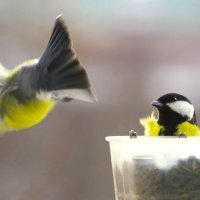 Обиделась... ну зря, всем хватит семечек ! :: Юрий Куликов